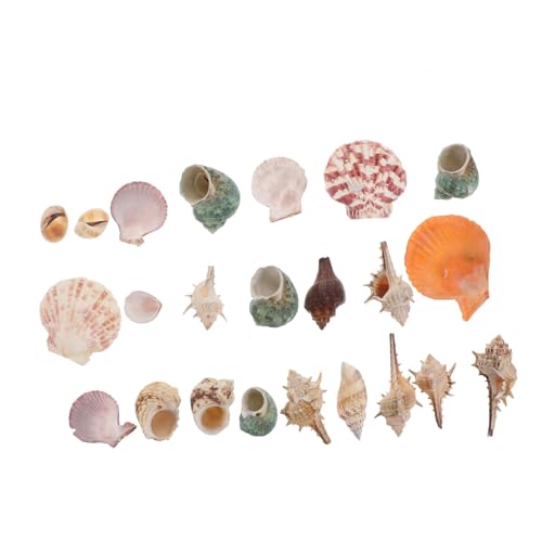 POPETPOP - POPETPOP 2 Packungen Muscheldekoration Muscheln Im Aquarium Zubehör Für Aquarien Tank Aquarienwasserpumpe Aquarium Luftpumpe Auster Nautische Dekorationsornamente Aquarienlandschaft Hülse