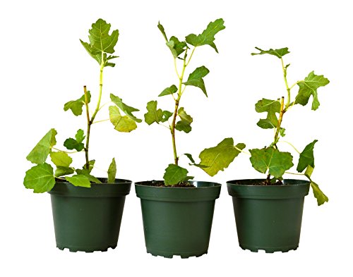 9Greenbox Chicago Edible Fig Pot, 3 Pound (Pack of 3) 9Greenbox Chicago Edible Fig Pot, 3 Pound (Pack of 3)