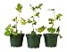9Greenbox Chicago Edible Fig Pot, 3 Pound (Pack of 3)