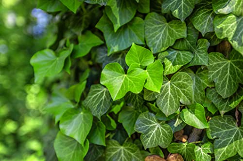 30 Samen Efeu Hedera helix Fassaden Begrünung