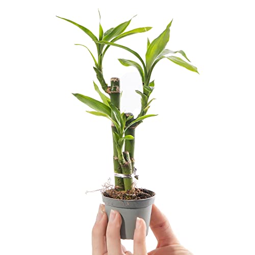 1 x Baby Lucky Bamboo Plant - Dracaena Sanderiana Small Indoor Houseplant in 6cm Pot - for Home and Office - Grow Your Own Baby Plants