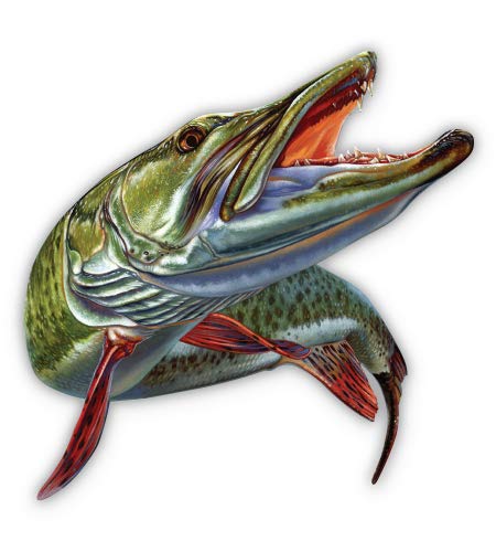 GT Graphics Express Muskie Fishing - 5" Vinyl Sticker - for Car Laptop I-Pad - Waterproof Decal