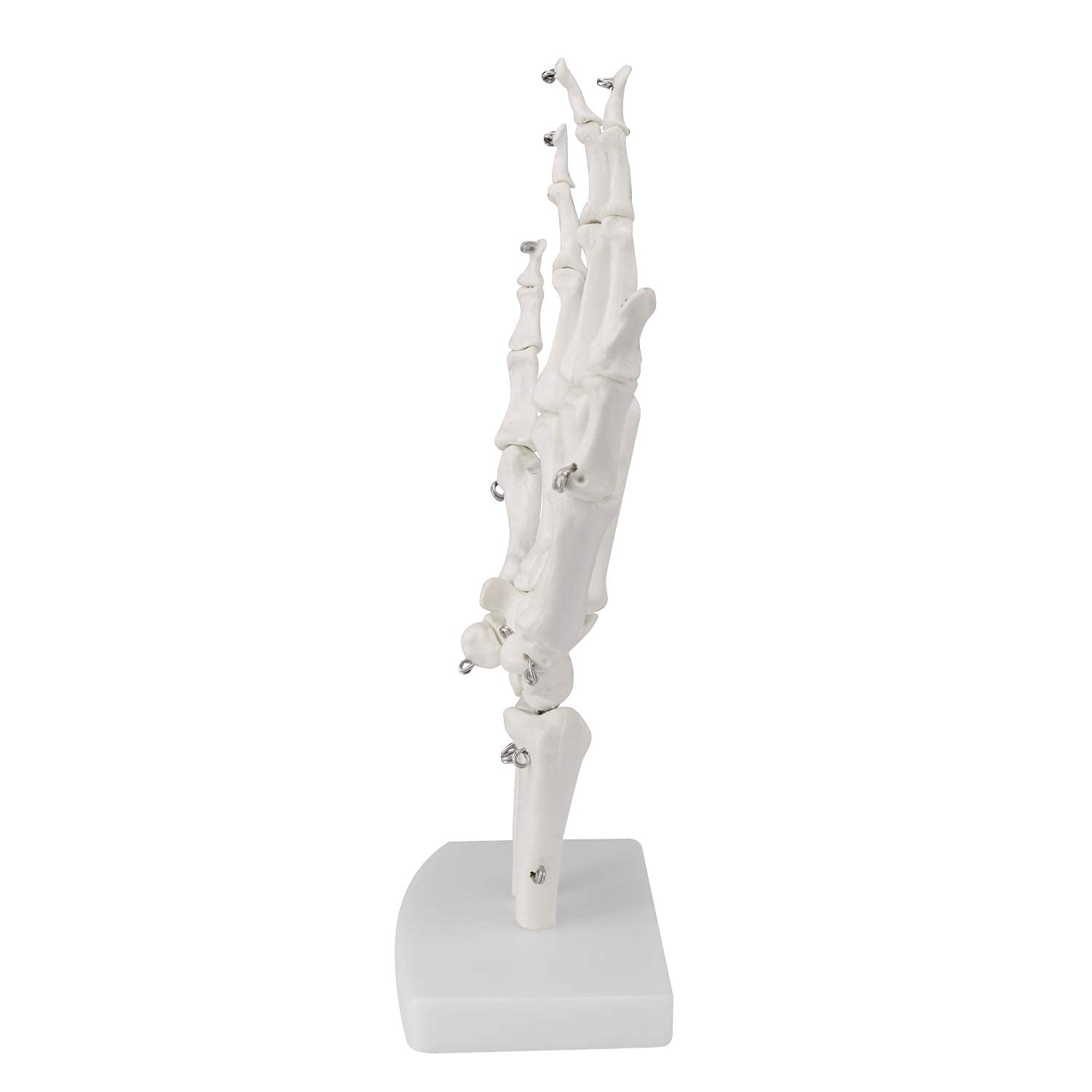 Modello di Anatomia Scheletia Umana Modello di Articolazione Umana 1: 1 Modello di Osso Manuale E Modello Anatomico Naturale Dell'articolazione del Gomito