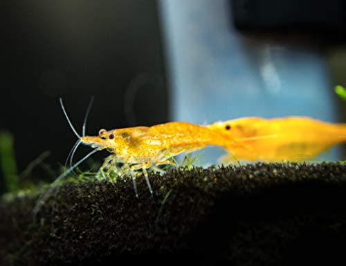 Aquatic Arts 5 Live Orange Sakura Shrimp (Neocaridina davidi) - Breeding Age Young Adults at 1/2 to 1 Inch Long