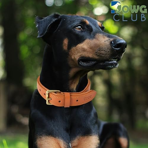 Image of Genuine Leather Dog Collar, Orange, Extra Large, Brass Buckle, Padded | 1.5 Inch Wide, Fit Neck Size - 22 inch - 26 inch, Double D Ring, Adjustable, Thick Leather, Heavy Duty, Soft Leather padding