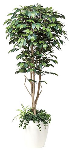 Amazon｜光触媒 人工観葉植物 光の楽園 フィカスベンジャミン1.8植栽付