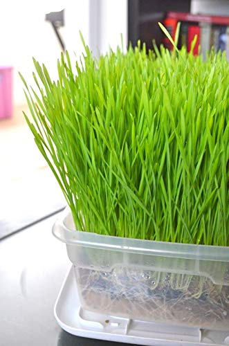 Creative Farmer Vegetable Seeds Large Potted Grass (Wheat Cat Grass) Seeds - Wheatgrass Microgreens Seeds Home Garden Seeds (B07N47XQRF) Amazon Price History, Amazon Price Tracker