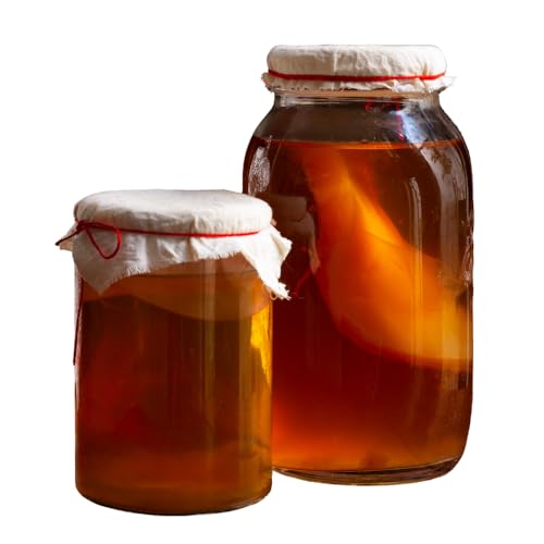 Image of Earthy Leaf | Kombucha SCOBY with Starter Tea