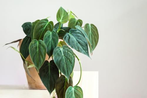 Philodendron Micans โ Live Plant in 2 Inch Pot โ Easy to Grow Vel...