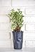 9GreenBox - Snow Rose Serissa - Quart Sized Pot Live Plant Ornament Decor for Home, Kitchen, Office, Table, Desk - Attracts Zen, Luck, Good Fortune - Non-GMO, Grown in The USA
