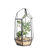 NCYP 8.66inches Height Small Irregular Geometric Glass Terrarium Planter with Door, Tabletop Container Pot for Succulents Flowers, Display Candle Holder Gift (No Plants Included)