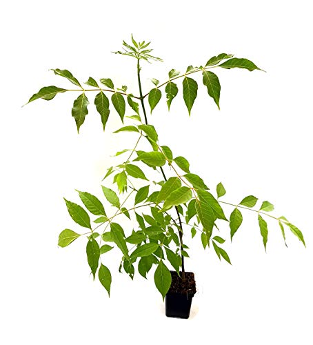 Seedeo® Bienenbaum (Euodia hupehensis) ca. 40 cm - 50 cm