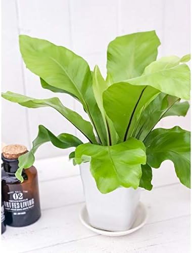 Amazon Co Jp 観葉植物 シダ アスプレニウム ニダス アビス 3 5号鉢 鉢色おまかせ 育て方説明書付き Asplenium Nidus Avis Diy 工具 ガーデン