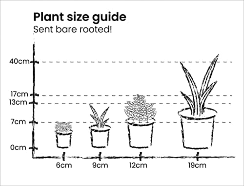 Tillandsia - Afbeelding 4