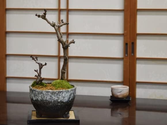 季節のおすすめ商品 盆栽妙 盆栽 桜と藤の寄植え盆栽 信楽焼 三足青窯変鉢 Www Stxaviersfort Org