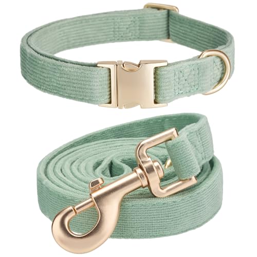 dog collars leash