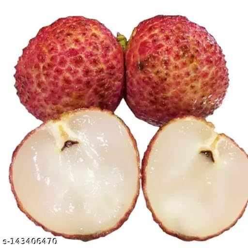 Plantopia Rare Plant Litchi "Grafted Hybrid Super Yielding Early Fruting Seedless Litchi Fruit Plant,PP_LN_45