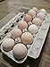 Brahma Chicken Hatching Eggs, Fertilized, 12 eggs, Variety of Color