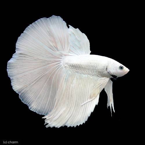 ベタ　ハーフムーン Amazon.co.jp: (Tropical Fish) Beta/Half Moon Super White Male (1