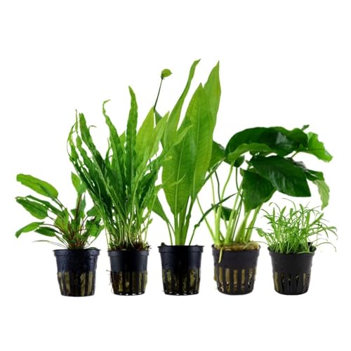 AquaOne Aquarium Pflanzen I Die 5 pflegeleichten Wasserpflanzen für Anfänger I Einsteiger Aquarienpflanzen I Langsam wachsende Anubias Microsorum I Basic Starter Set