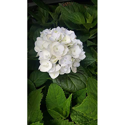 Green Promise Farms Hydrangea M `E.s.blushing Bride` (Reblooming) Shrub, 2-Size Container, Rb Light Pink/White #TOP1