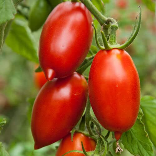 20 graines Tomate ancienne pour sauce AMISH PASTE (Lyc. Escul.) K41 TOMATO SEEDS