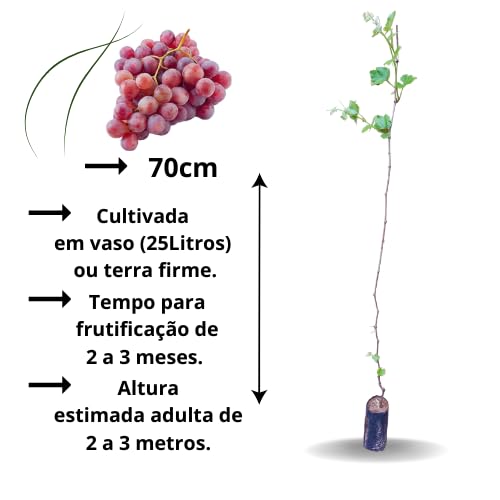 Muda de Uva Rosa Enxertada Para Produzir