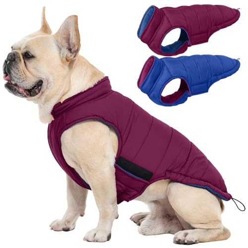 QBLEEV manteau chien petit races waterproof gilet violet XS