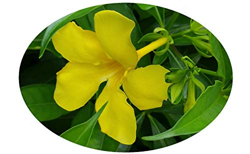 Golden Butterfly Allamanda cathartica cv - Live Vine Plant - Yellow Trumpet Flowers - Emerald Goddess Gardens - Starter Sz 4 Inch Pot
