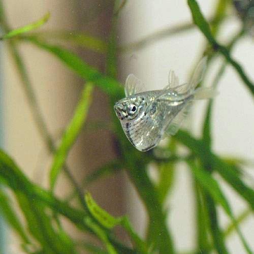 （熱帯魚）マーサ・ハチェット（４匹） 北海道・九州航空便要保温