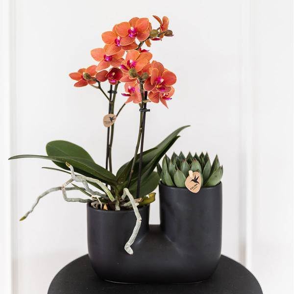 Ensemble d'orchidée Bolzano orange et succulente dans un pot tubulaire décoratif noir - Taille du pot : 9 cm de diamètre - Plante d'intérieur à fleurs - Fraîche de l'éleveur