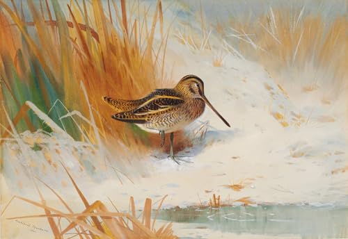 Impression d'affiches Toile Snipe dans les ruées Archibald Thorburn 60x90