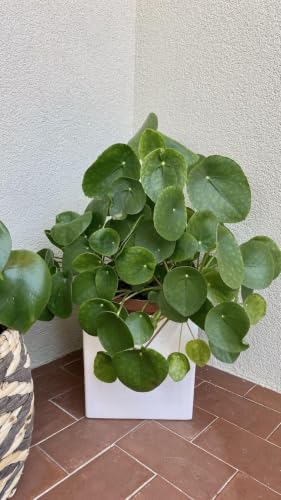 Image of Live Chinese Money Plant with Pot | Pilea Peperomioides UFO Pennywort Feng Shui Lucky Plant | Air Purifying Indoor Plant for Office Desk Living Room Balcony Home Decor | Pack of 1