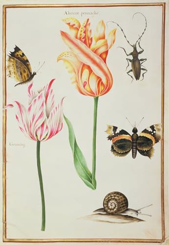 Poster Nicolas Robert deux tulipes cassées, grand tableau vintage pour salon 60x90