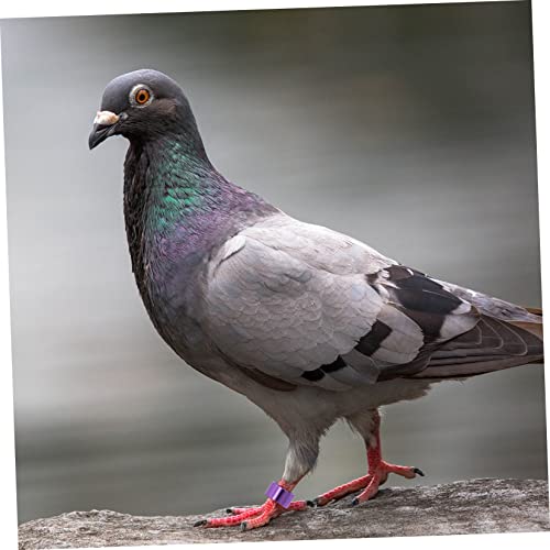 GANAZONO 90 Pçs Anel De Identificação De Pombo Abas Coloridas Para Bebês Anéis De Bebê Anel De Perna
