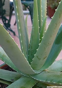 Amazon Co Jp オーガニックアロエベラ植物の一つ根ざしアロエ植物は生きて出荷します ホーム キッチン