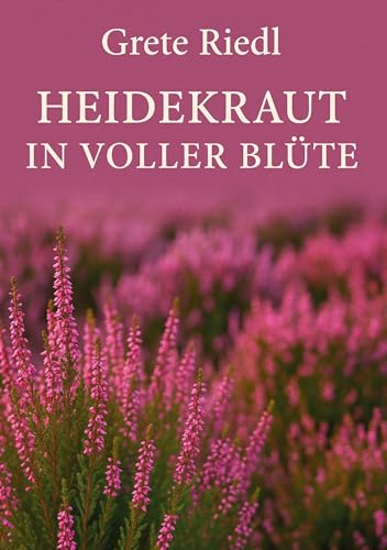 Heidekraut in voller Blüte