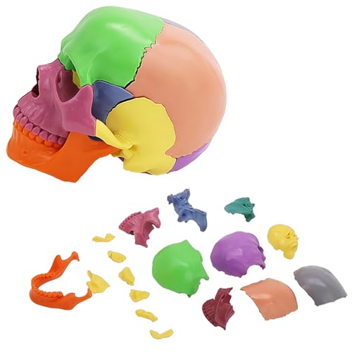 Image of Mini Human Skull Model,Colorful Human Anatomy Exploded Skull,Removable 17 Parts Anatomy Skull Model for Study,Teaching Demonstration and Medical Education Display Colorful