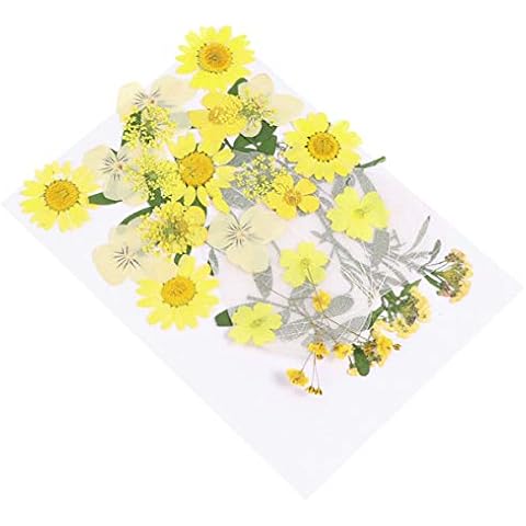 Milisten 33pcs Dried Pressed Flowers for DIY Cover