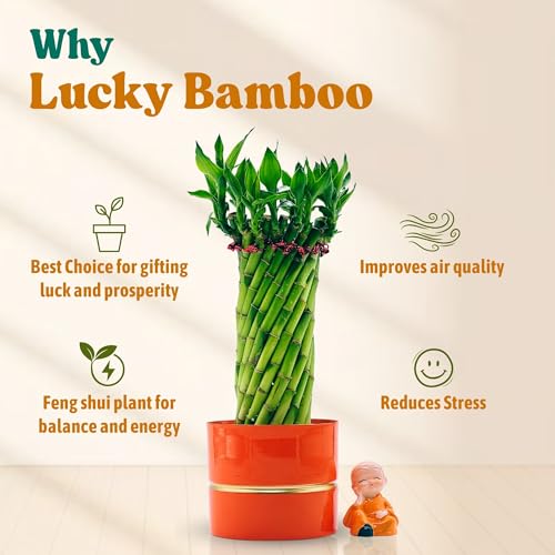 Image of Amulya Farms Live Lucky Bamboo Wheel plant in Ornage Metal Pot With Budha | Indoor Plants for home decoration | Ideal for Living room, Balcony, Office desk & Kitchen | Lucky Vastu Plant |