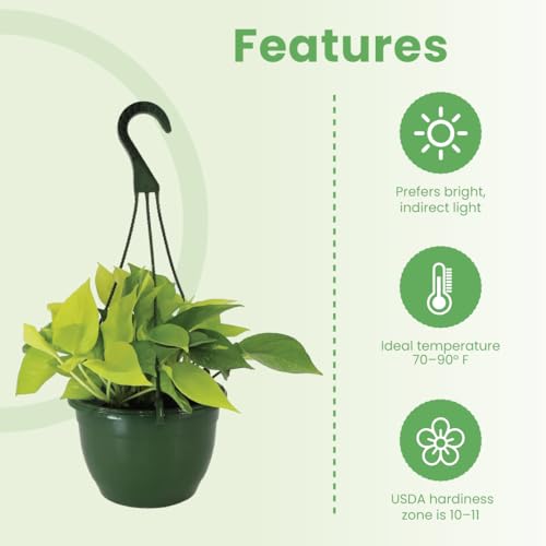 Image of American Plant Exchange Neon Pothos - Live 8-Inch Hanging Basket, Bright Green Trailing Vine, Easy-Care Air Purifying Houseplant for Hanging Planters, Shelves & Indoor Home or Office Decor