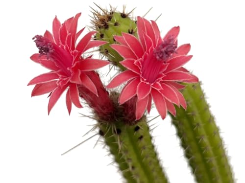 Fangblatt - Cleistocactus samaipatanus - außergewöhnlicher Wüstenkaktus Ø 9 cm Topf - pflegeleichte Zimmerpflanze