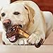 Echte Hundeknochen, Markknochen, tragbar, robust, Kauspielzeug für Hunde, aggressives Kauspielzeug für Hunde, natürliche Leckereien für große Rassen für Kauspieler