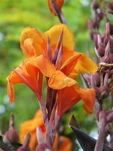 Amazon.com : 5 Seeds Indian Shot Arrowroot Orange Canna Lily Canna