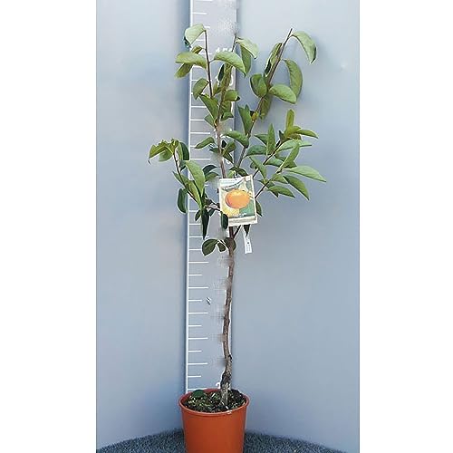 SAVINI VIVAI Pianta di Kako Mela Sharon Piante da Frutto Albeor di Kaki in Vaso 22-24 cm 2-3 Anni Altezza 130-150 cm Made in Italy