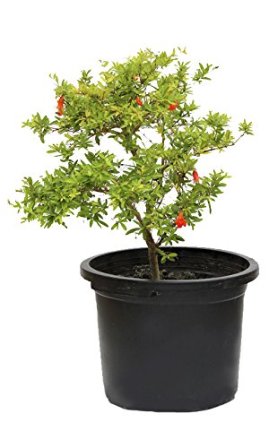 Outlet Garden - Granado Enano - Punica Granatum. Árbol Frutal Nat...