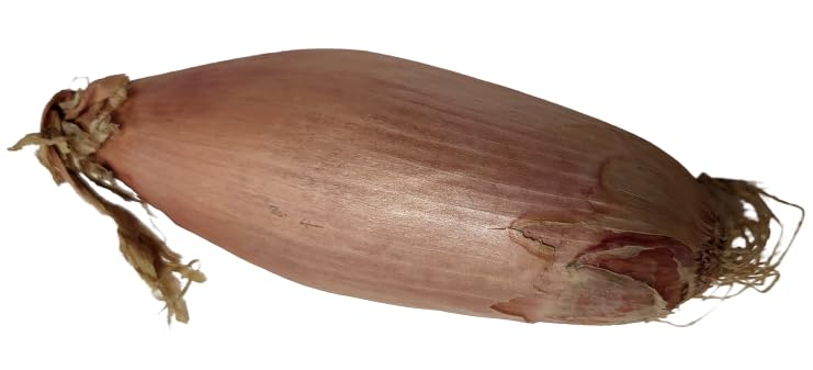 Echalion aussi connue sous le nom de cuisse de poulet - Vendu en filet de 500 g - Origine France - Cultivé dans le sud-ouest