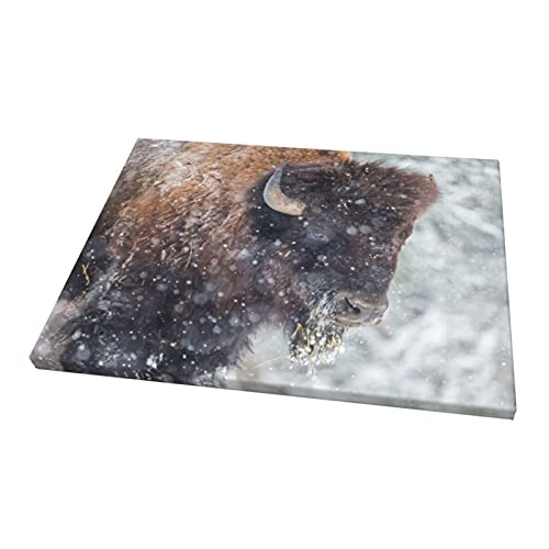 Moymtep OPUOICN_428574881-WHITE-48 American Bison Or Buffalo Resting In A Snow Storm Canvas Wall Art Gallery Artwork thumb #1