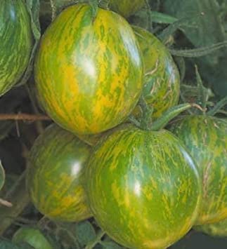 100 Semi di Green Zebra - Pomodori verdi:Seeds