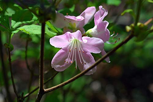10 seeds of Rhododendron Schlippenbachii Reale Azalea